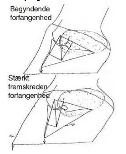 billedet forestiller hovbenet på hesten
